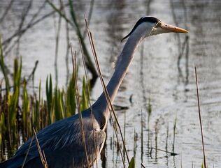 GordHeron