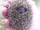 Hedgehog1.jpg