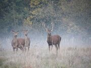 Red Deer