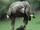 658px-GoldenEagle-Nova.jpg
