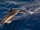 Common Dolphin