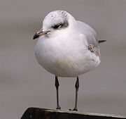 Med Gull