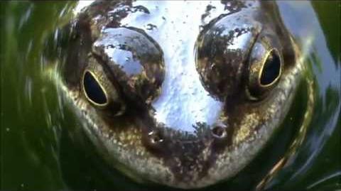File:European Common Frog Rana temporaria (cropped).jpg - Wikipedia