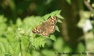 Speckled Wood - WWC Archives