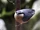 Birds.2011 595.jpg