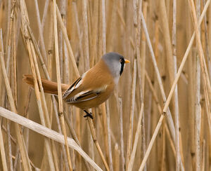 Bearded tit