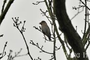 Hawfinch - Stephen Allen