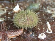 Green Sea Urchin - D.Skingsley http://www.bugbotherer.org.uk/