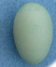 Dunnock Egg - Peter Rowland