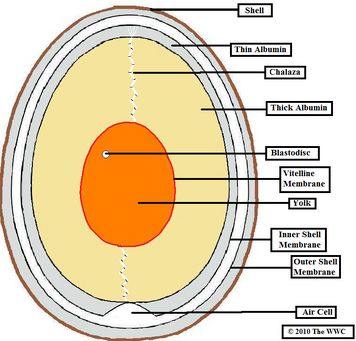 Egg cut through