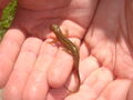 Smooth Newt Female in the breeding season