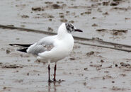 Black-headed Gull (Larus ridibundus)