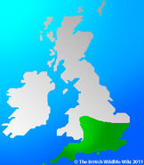 Distribution of Stag Beetles in the UK