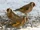 Birds.2010 032.jpg