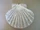 Great Scallop