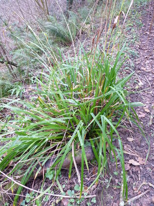 Pendulous Sedge