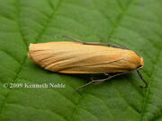 Orange footman