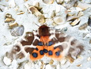 Garden Tiger taking off (showing hindwings) - http://www.flickr.com/photos/qwertyqwertyqwerty/