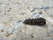 Larva - http://www.flickr.com/photos/qwertyqwertyqwerty/