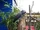 African Grey Parrot