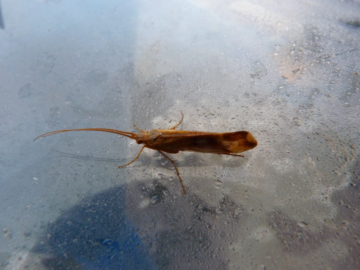 Cinnamon Sedge Caddisfly British Wildlife Wiki Fandom