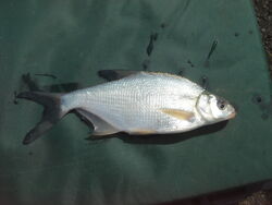 Line Caught Silver Bream - WWC Archives