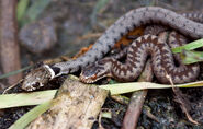Young adder and grass snake showing the comparative difference in markings