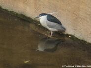 Adult Night Heron - WWC Archives