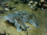 Cuttlefish