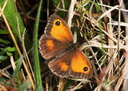 Gatekeeper - http://www.flickr.com/photos/48035701@N04/