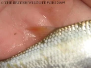 Roach Dorsal Fin - WWC Archives