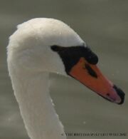 WWCAdult Mute Swan