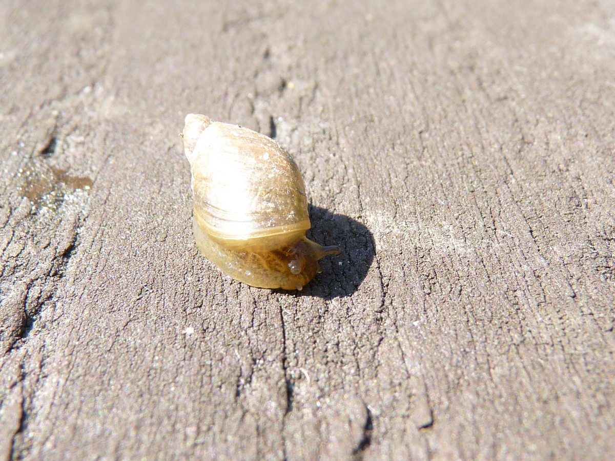 Amber Snail British Wildlife Wiki Fandom