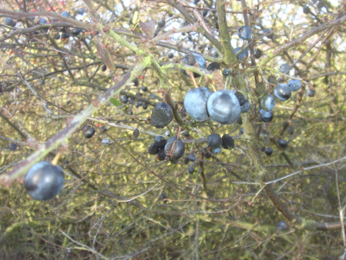 Blackthorn | British Wildlife Wiki | Fandom