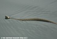 Swimming Grass Snake - WWC Archives