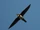 800px-Alpi1.jpg