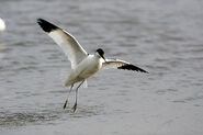 Avocet in flight- http://www.flickr.com/photos/48035701@N04/