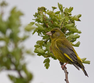 Green finch