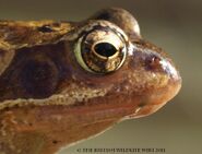 Common Frog Head - WWC Archives