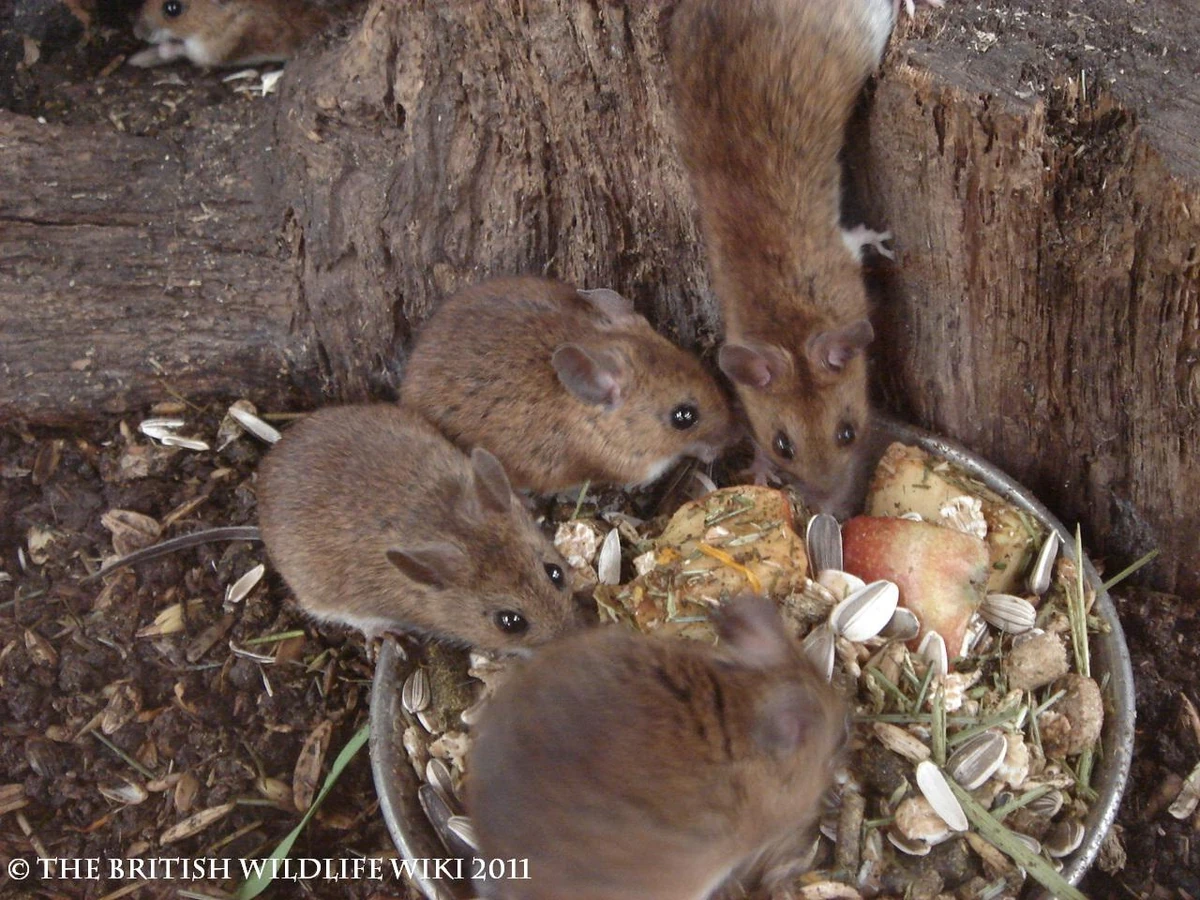 Wood Mouse British Wildlife Wiki Fandom