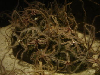 Brittlestars