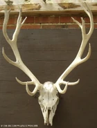 Red Deer Skull (Buck) - WWC Archives