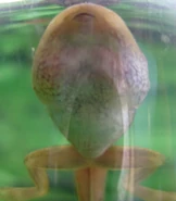 Tadpole from underneath - Notice size of mouth in comparison to body.