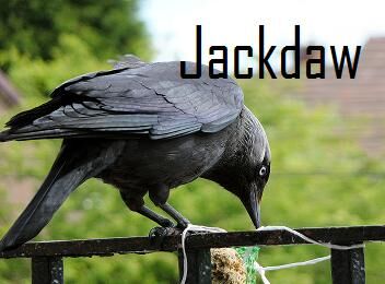 Western jackdaw - Wikipedia