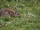 European Rabbit