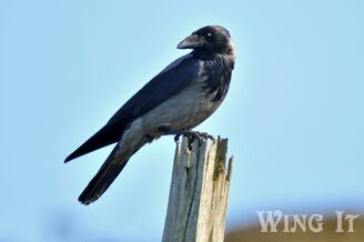 Hooded Crow (S