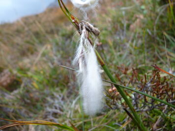 Common Cotton-grass