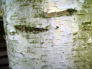 Silver Birch Bark - Thomas Love