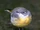 Birds.2009 033.jpg