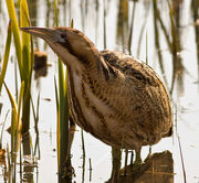 Bittern